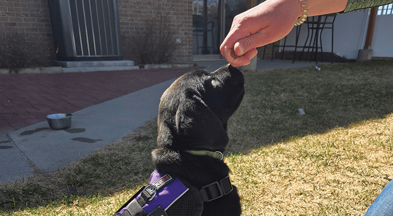 Future Hearing Service Dog Forest in training