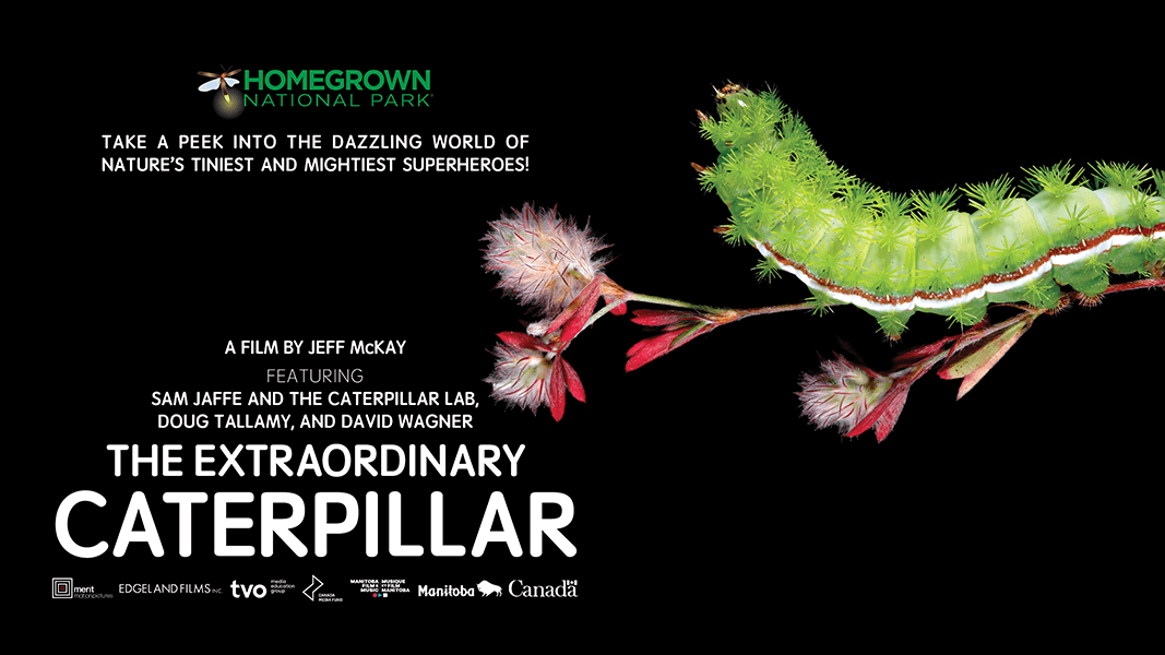 The Extraordinary Caterpillar: Film Screening