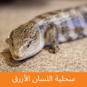 Blue-tongued Skink