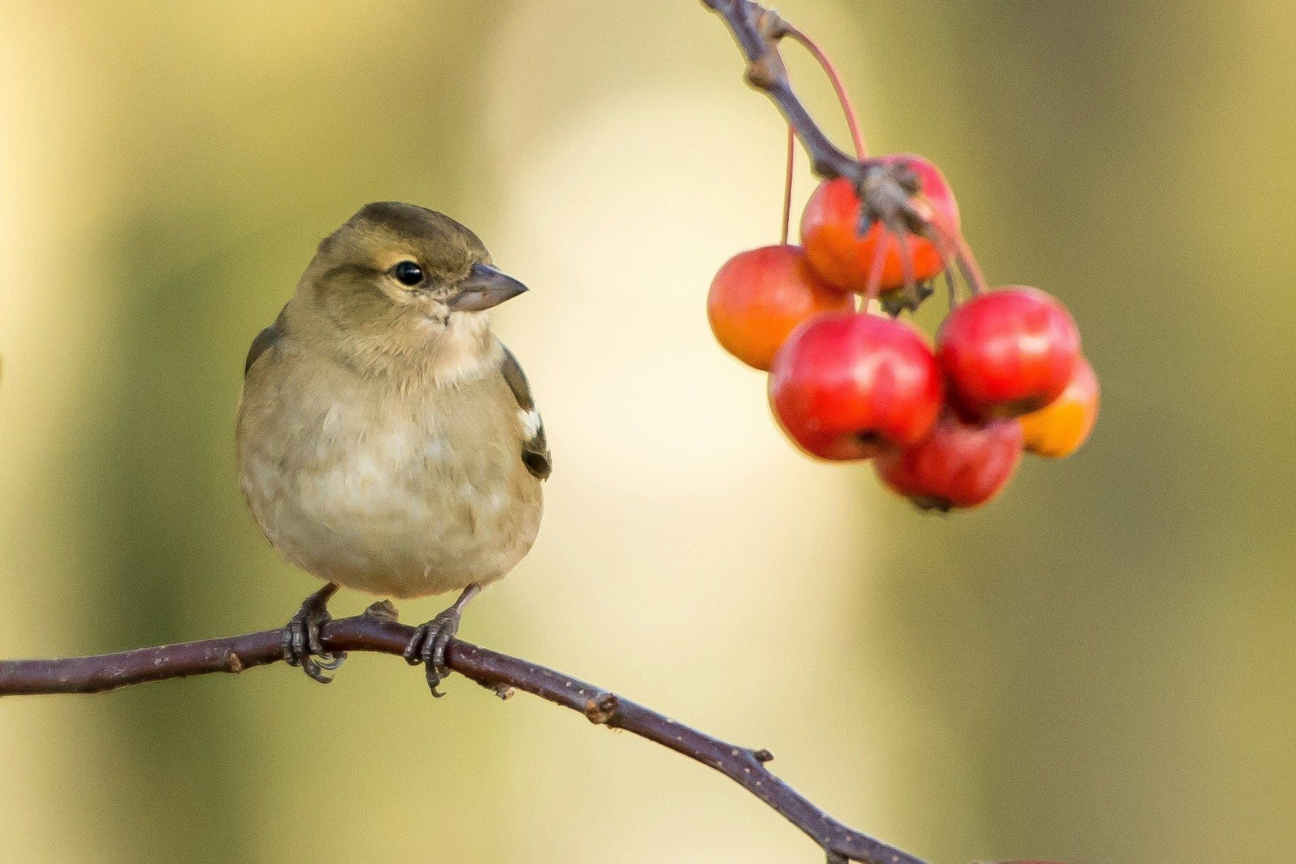 Bird Watching near me, Riverside Nature Center, Texas Master Naturalist, Kerrville, Nature lover, education about birds