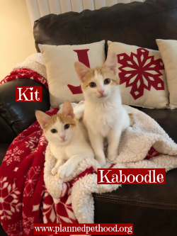 Kit 12019
