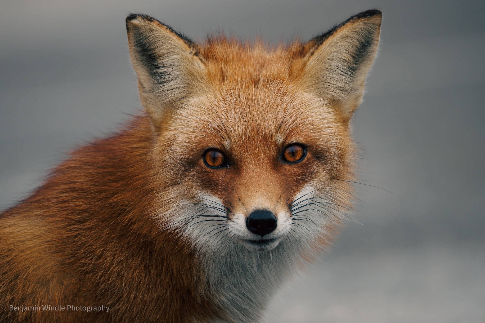 #A2 - "Fox Portrait" by Benjamin Windle (18+ Amateur)