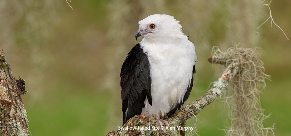 Swallow-tailed Kite