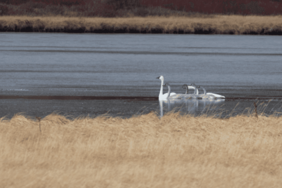 Historic news from Yellowstone National Park! Trumpeter swans fledge from Swan Lake, first time since 1966