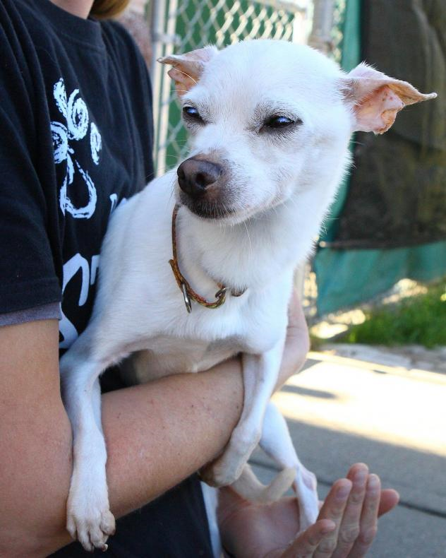 RamapoBergen Animal Refuge Home Page