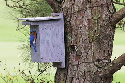 Eastern Bluebird: A Backyard Nest Box