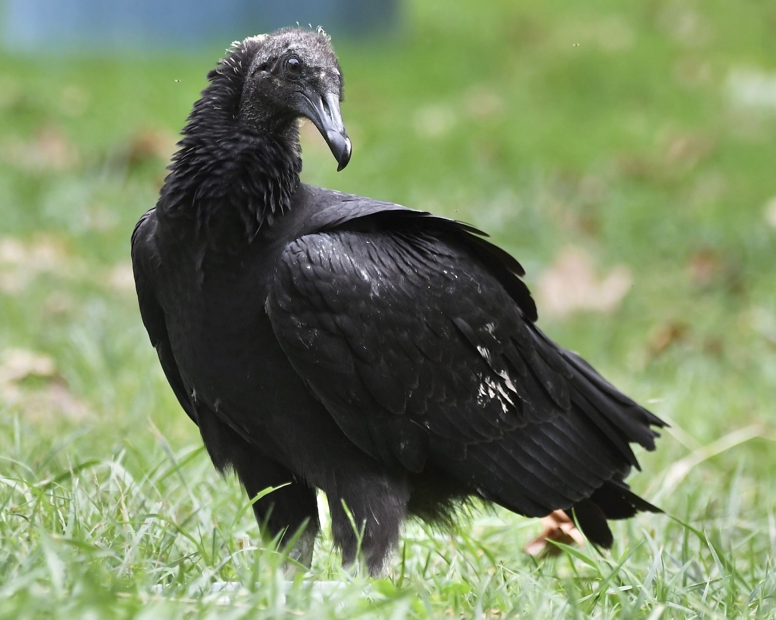 Young black vulture standing in grass