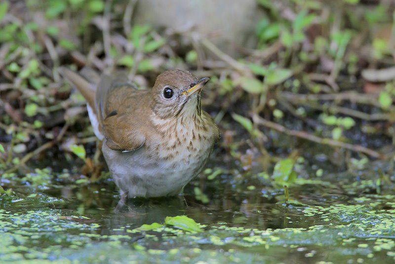 veery bird