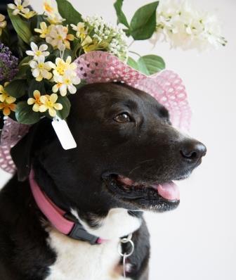 Grey Nose Society, Daniella