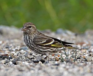 Beak of the Week: Pine Siskin