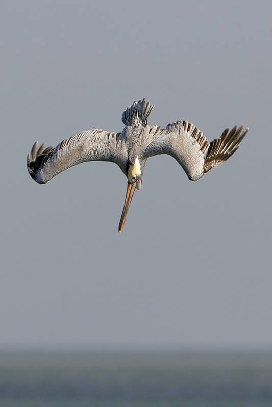 Brown Pelican
