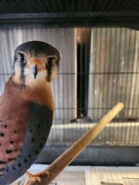 American Kestrel For Maryland Raptor Conservancy
