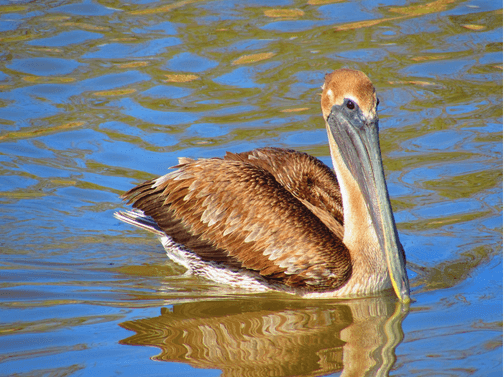 brown pelican swimming in coastal Louisiana waters