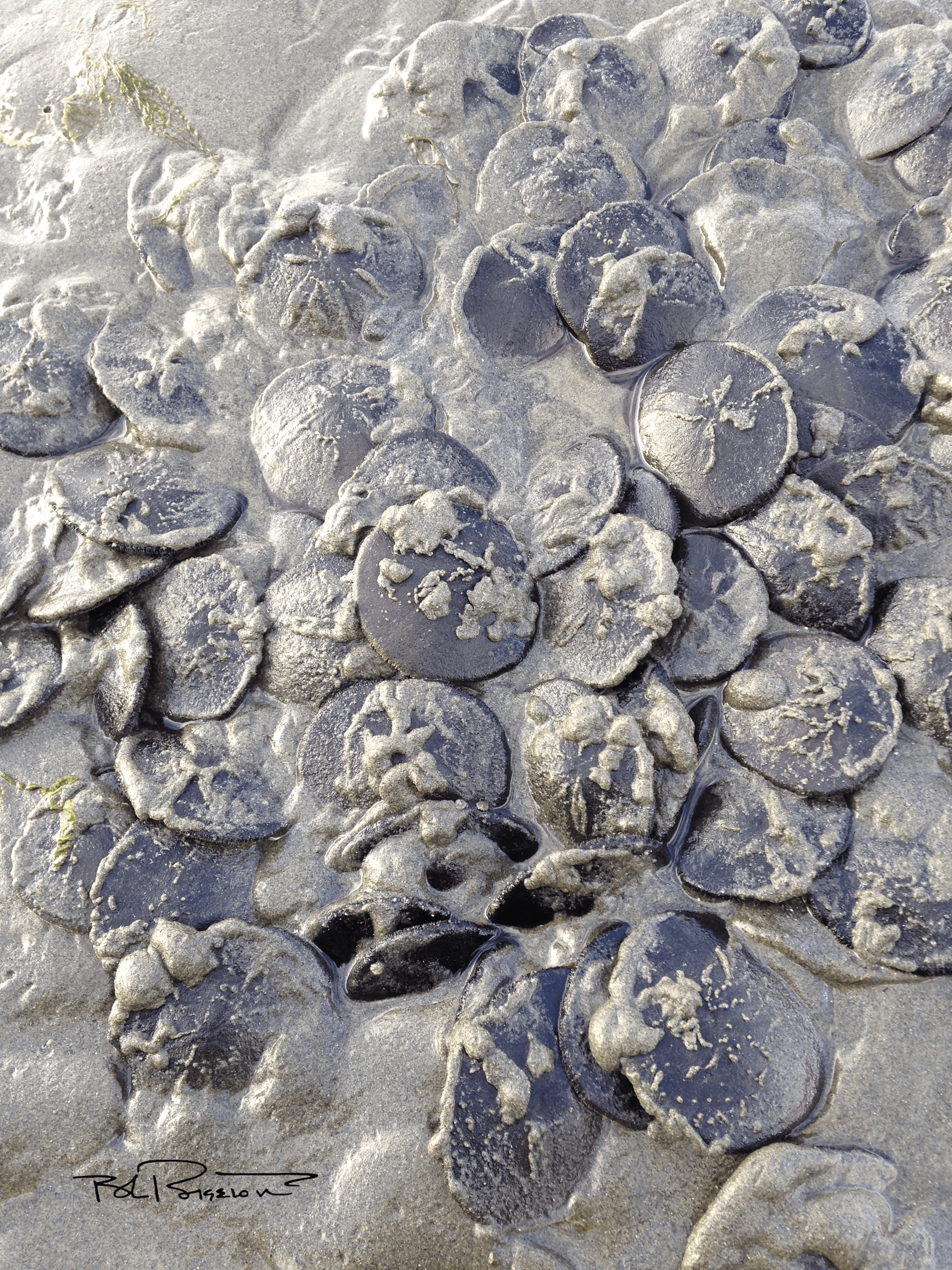 Sand Dollars