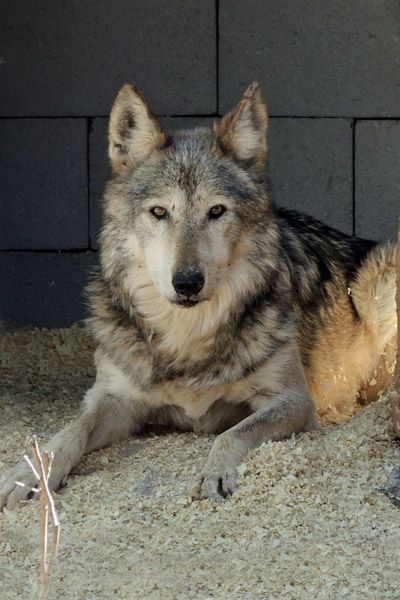 M958 Gray Mexican Gray Wolf Southwest Wildlife Scottsdale Arizona Photo by Carol A. Urban