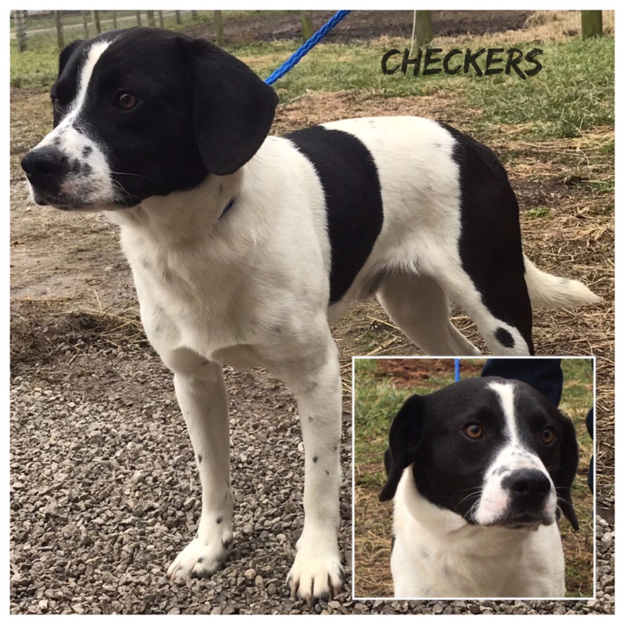 Checkers - ADOPTED