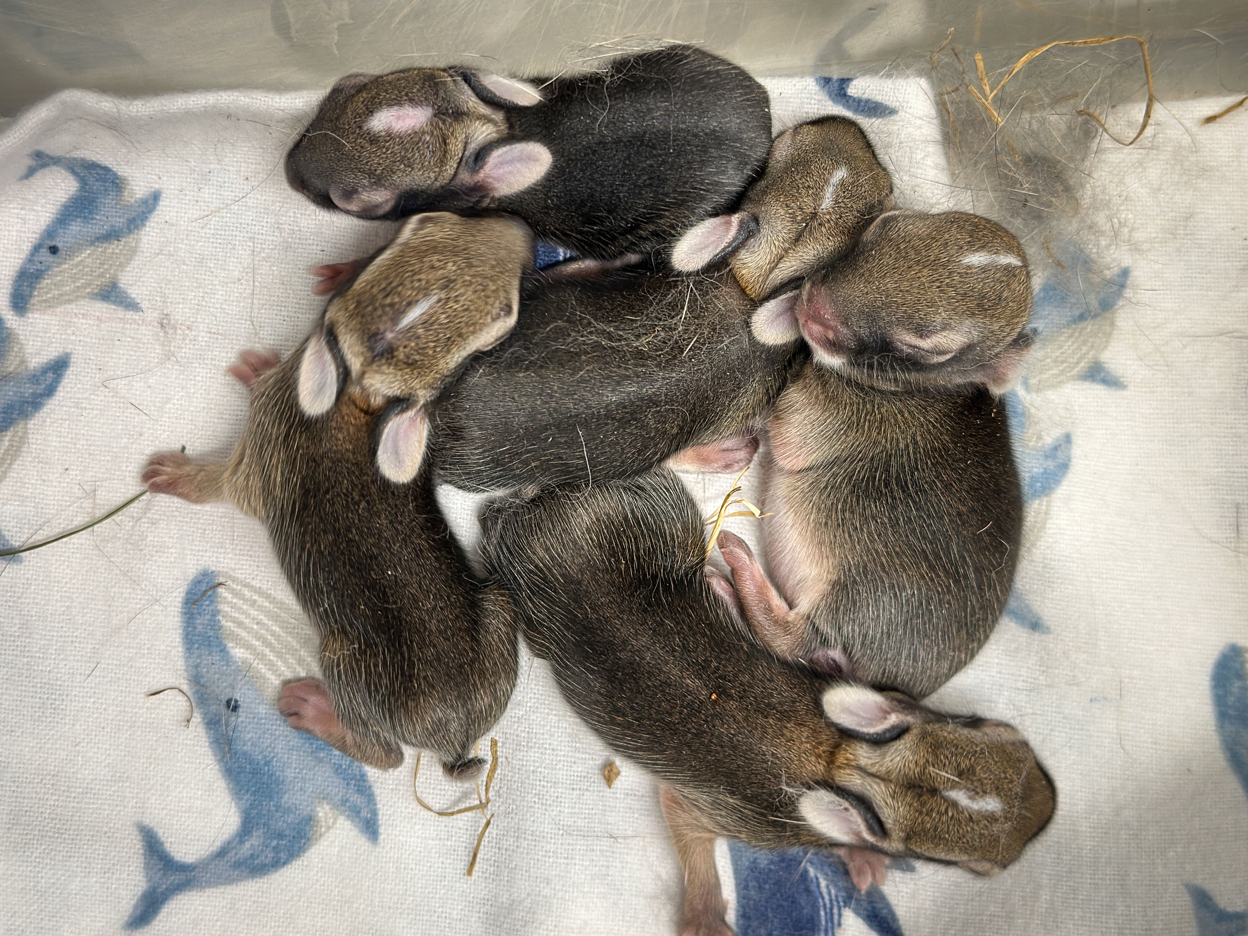 Baby Cottontail Rabbits Nestled Together on a Receiving Blanket