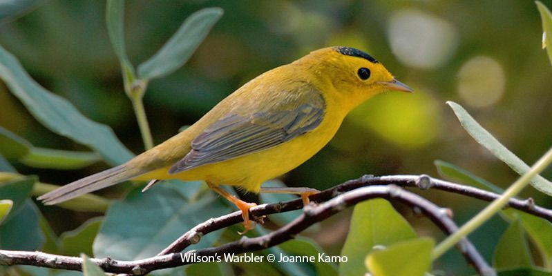 Wilson's Warbler