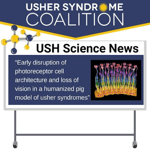 USH Science News: "Early disruption of photoreceptor cell architecture and loss of vision in a humanized pig model of usher syndromes."