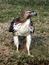 Red-tailed Hawk