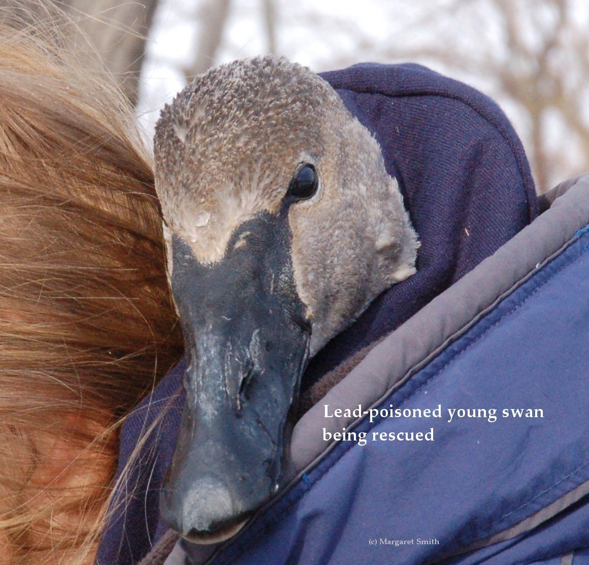 Adopt One Swan for health and safety
