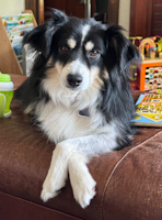 Z - Classified Ad - Finn