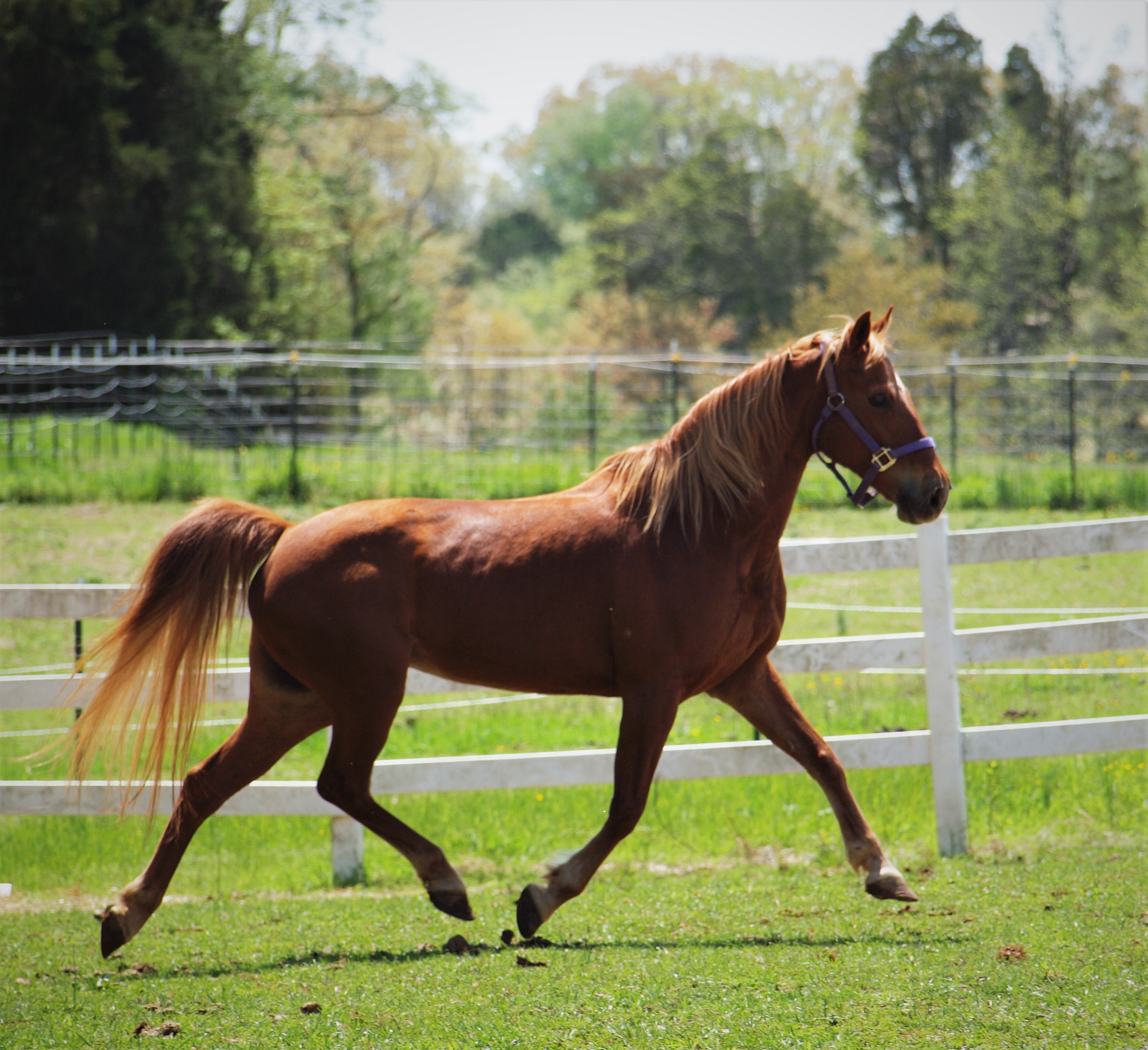 Horse Haven of Tennessee Home