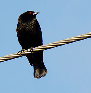 Bronzed Cowbird