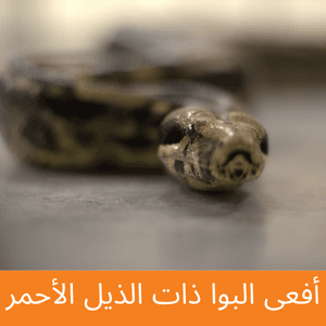 Red-Tailed Boa