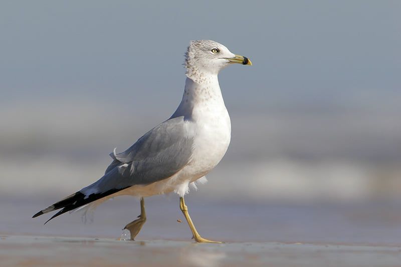 Ring-billed Gull