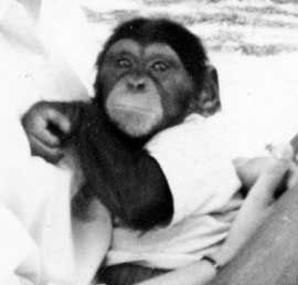 Washoe as an infant