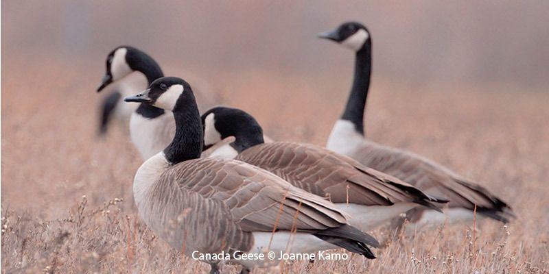 Canada Geese