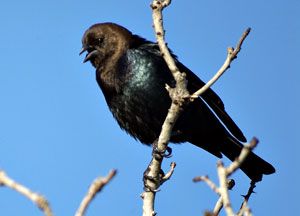 Brown-headed Cowbird