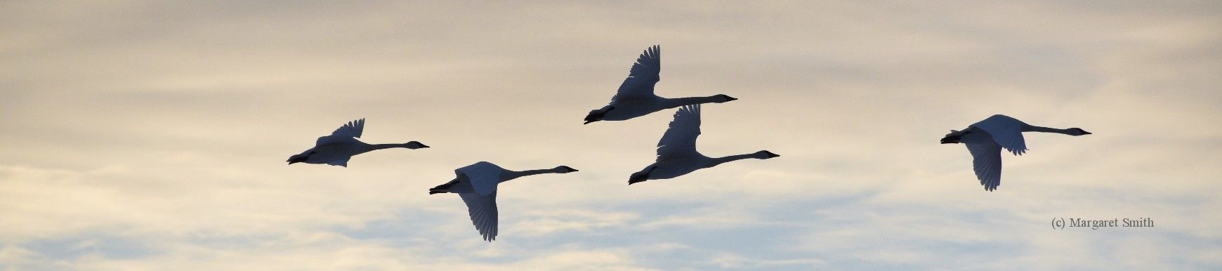 Trumpeter Swans in flight