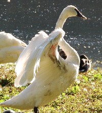 #3 Adopt One Swan