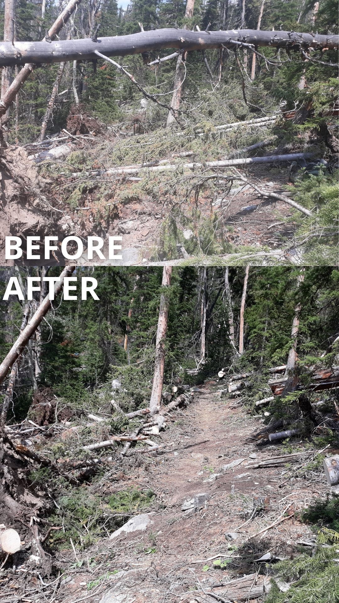 A before and after shot of the trail covered in trees, then cleared.