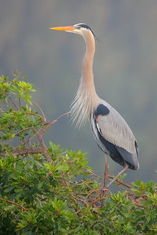 Great Blue Heron