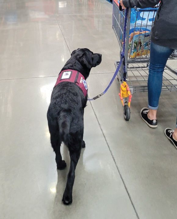 New Life K9s service dog, Crawford.