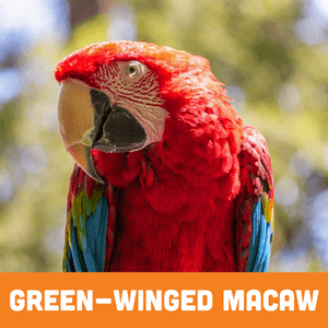 Green-Winged Macaw