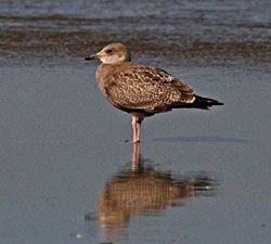 Herring Gull