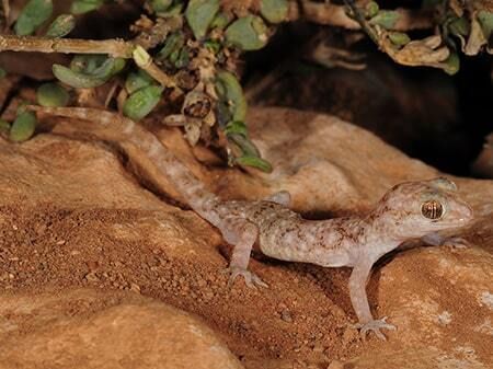 Somaliland's biodiversity