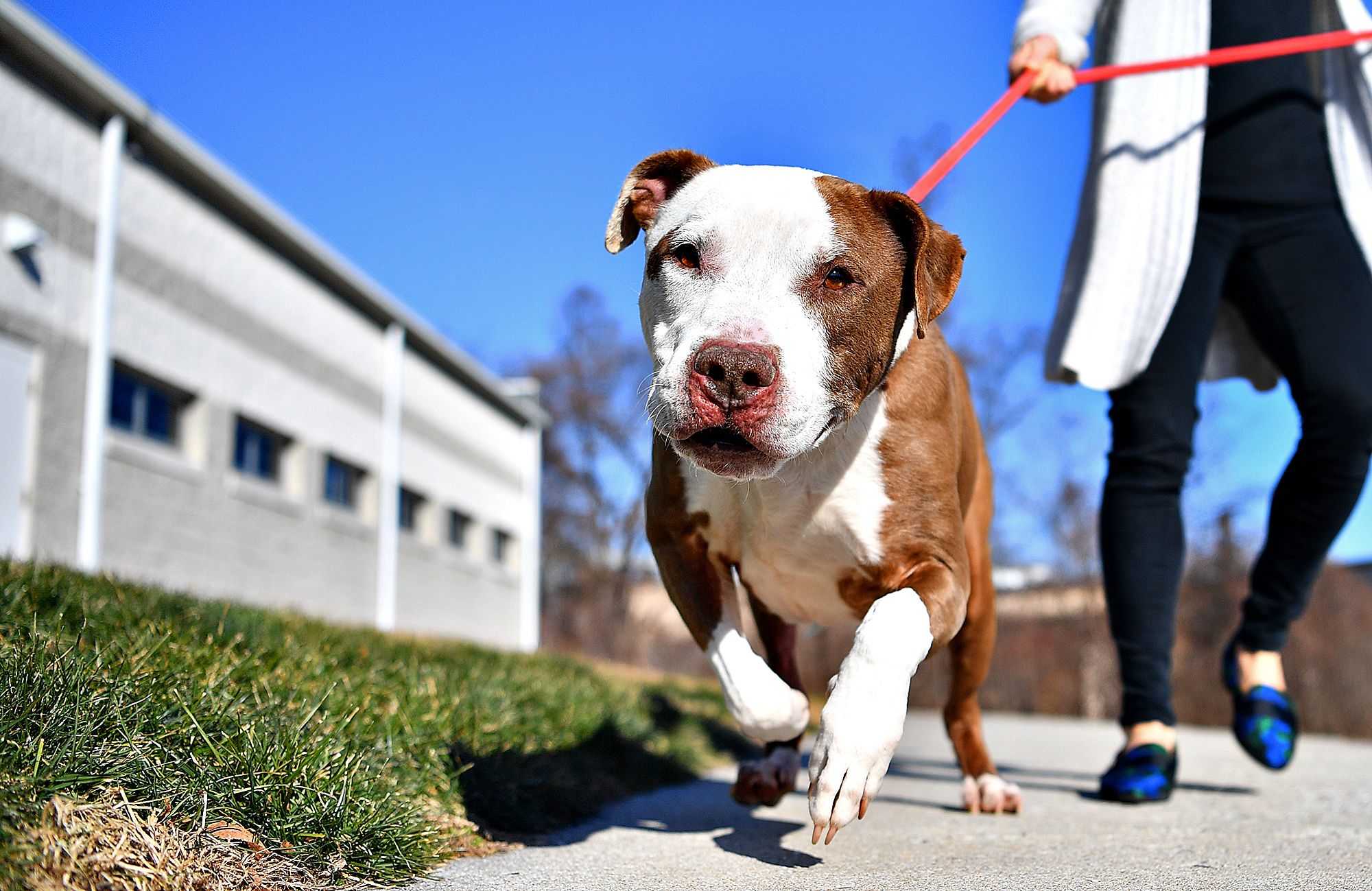 Teaching dog to walk hotsell on leash without pulling