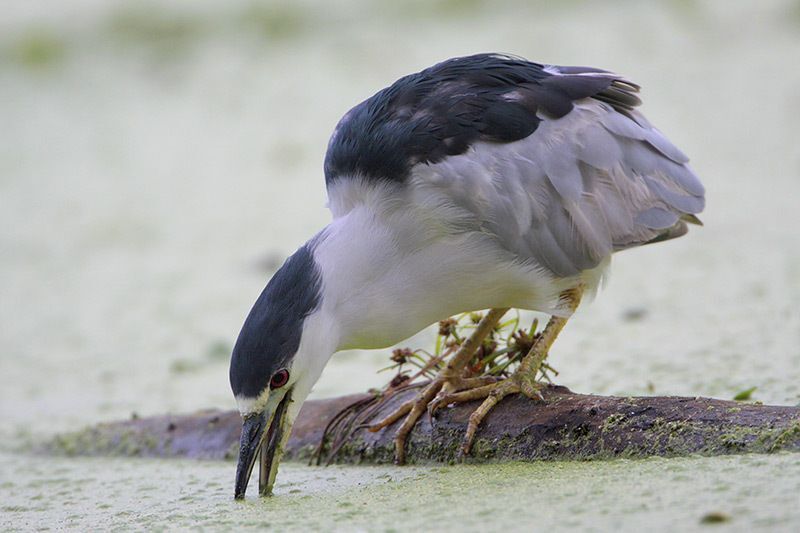 Black-crowned Night-Heron