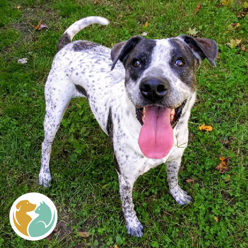 Toledo Animal Rescue Adopt Dogs & Puppies