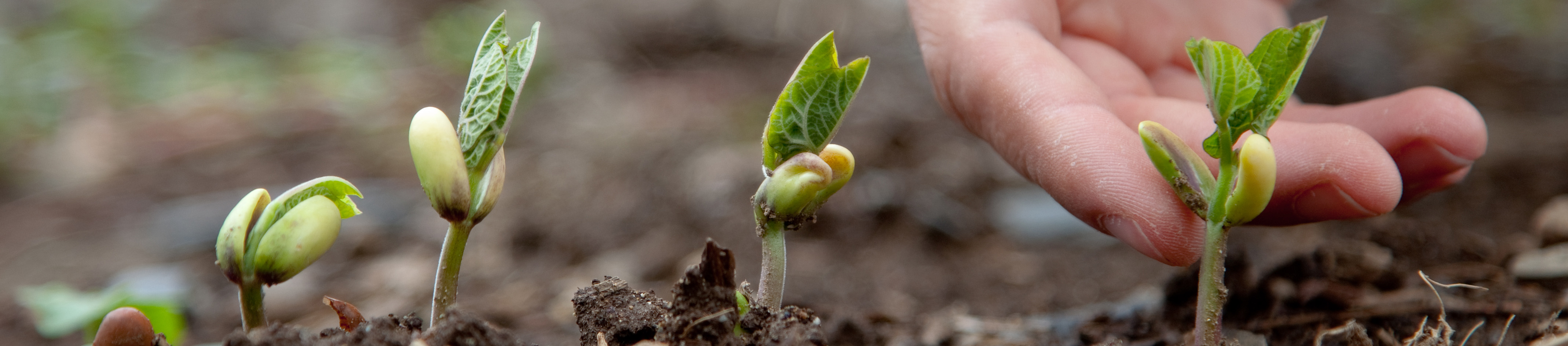 In the Face of Crisis, Farmers Find Roots in Resilience