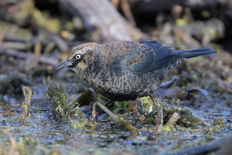 Rusty Blackbird