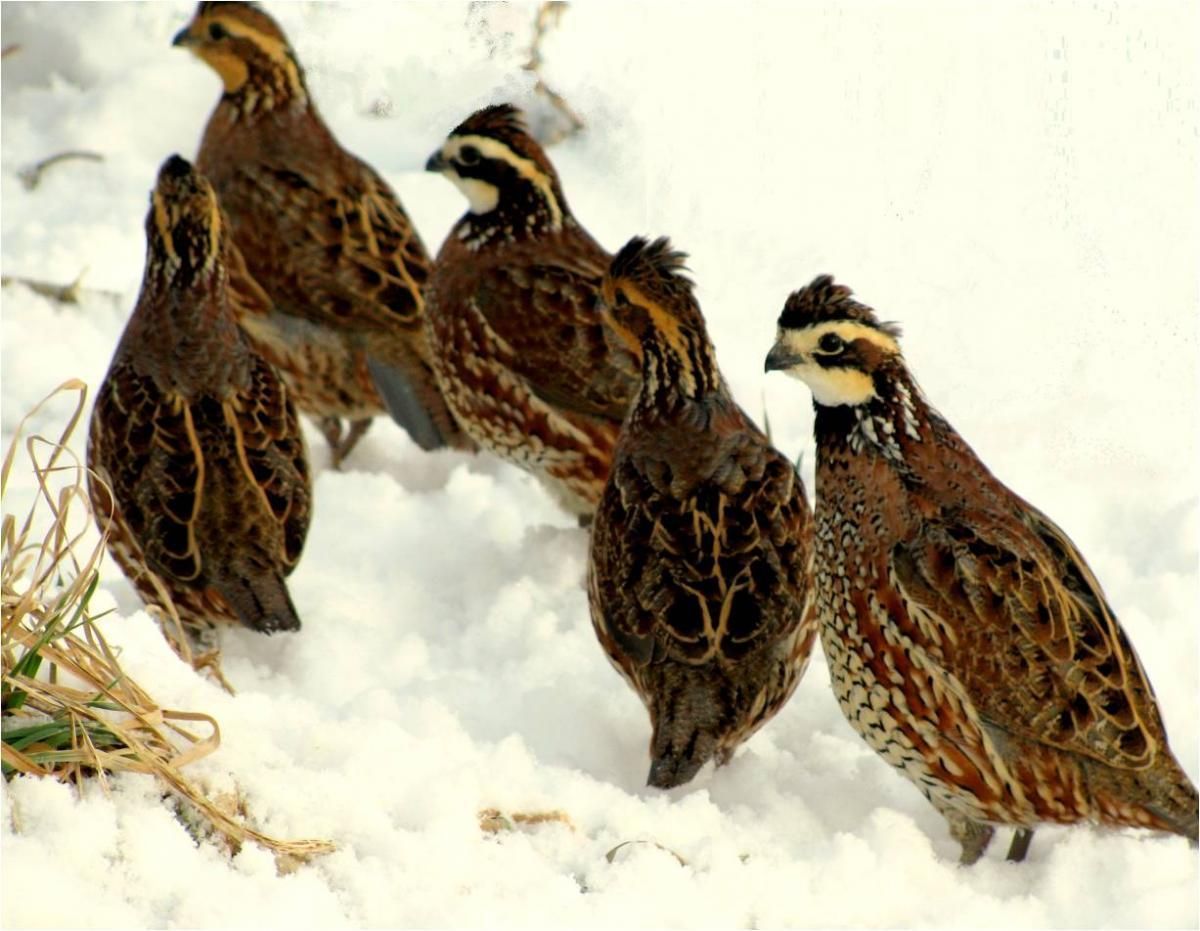 A covey of quail in winter