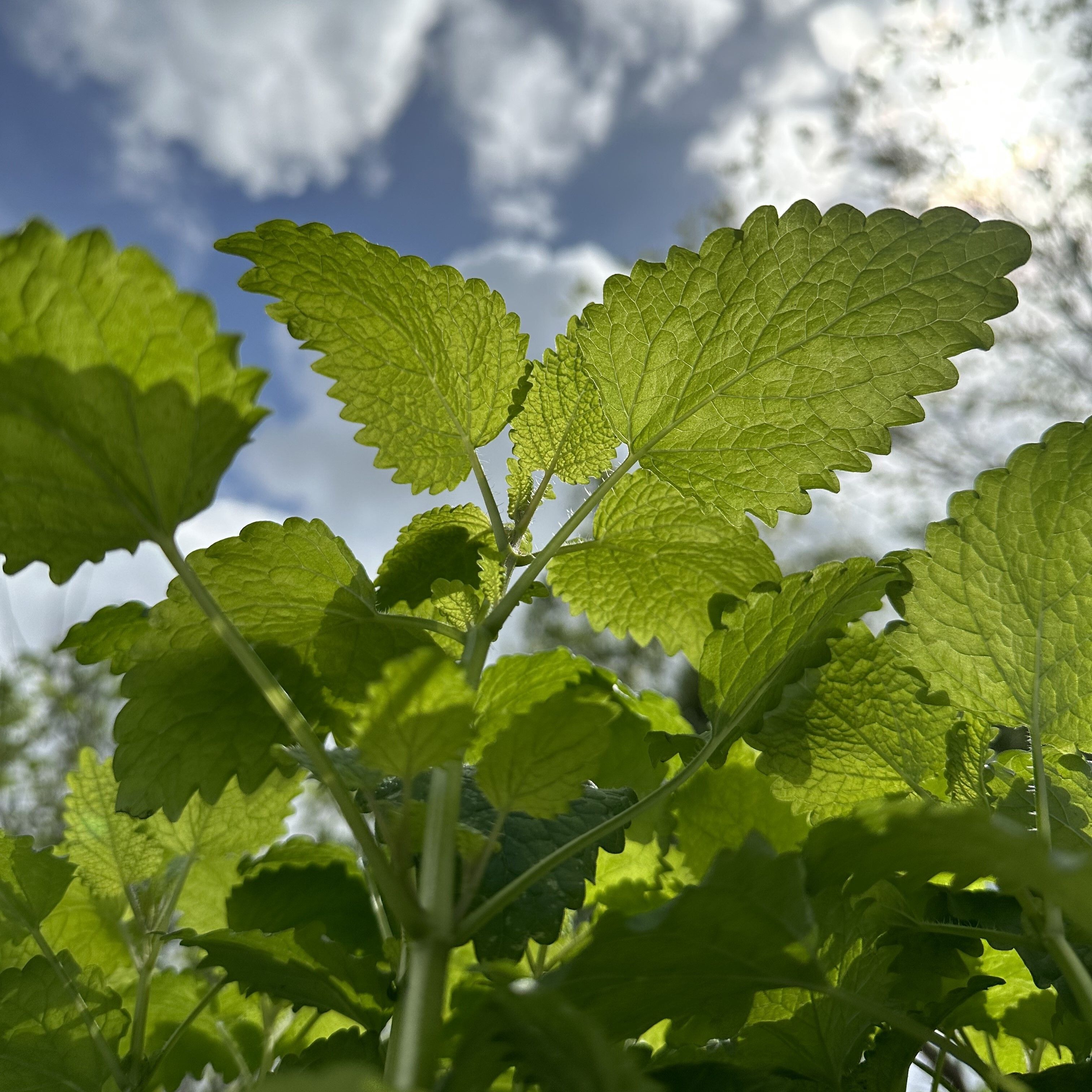 Hardening off to ensure your garden's success