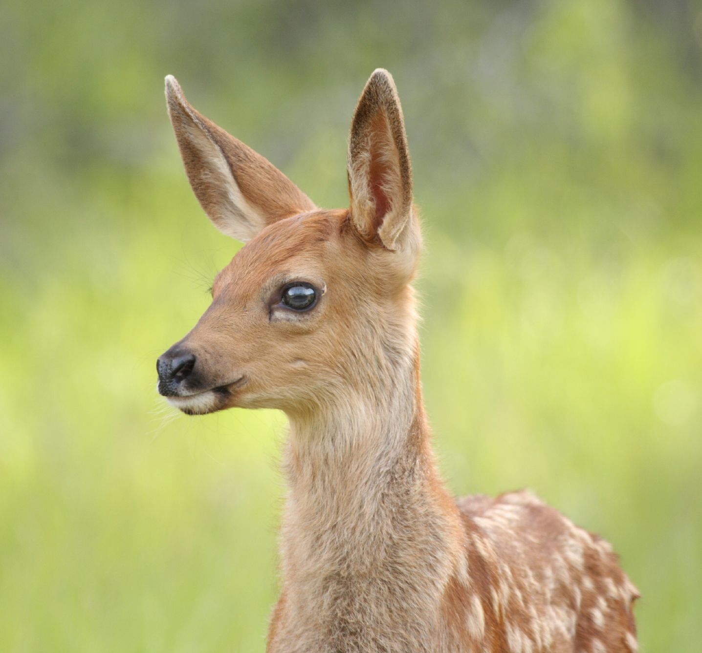 Baby Fawn Face