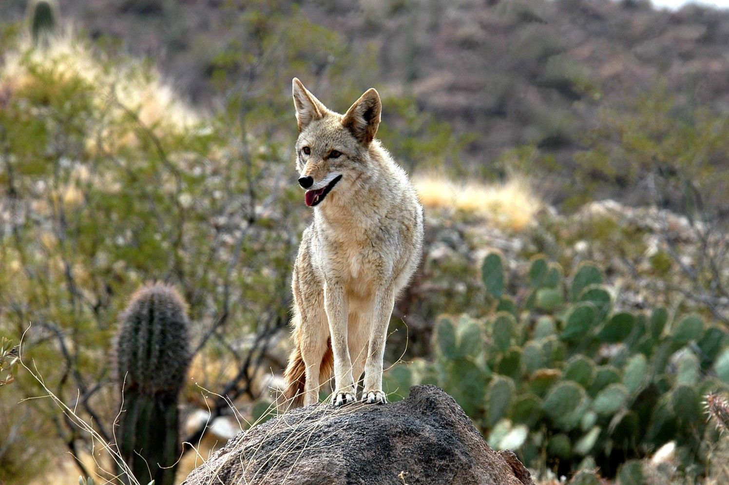 WOLVES & COYOTES